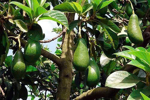 ANH CHỊ CẦN  Đất VƯỜN VIEW SUỐI NGHĨ DƯỠNG 

⛔ Vị Trí lô Đất Thuộc Xã Bầu Lâm - Thành Phố Hồ Chí