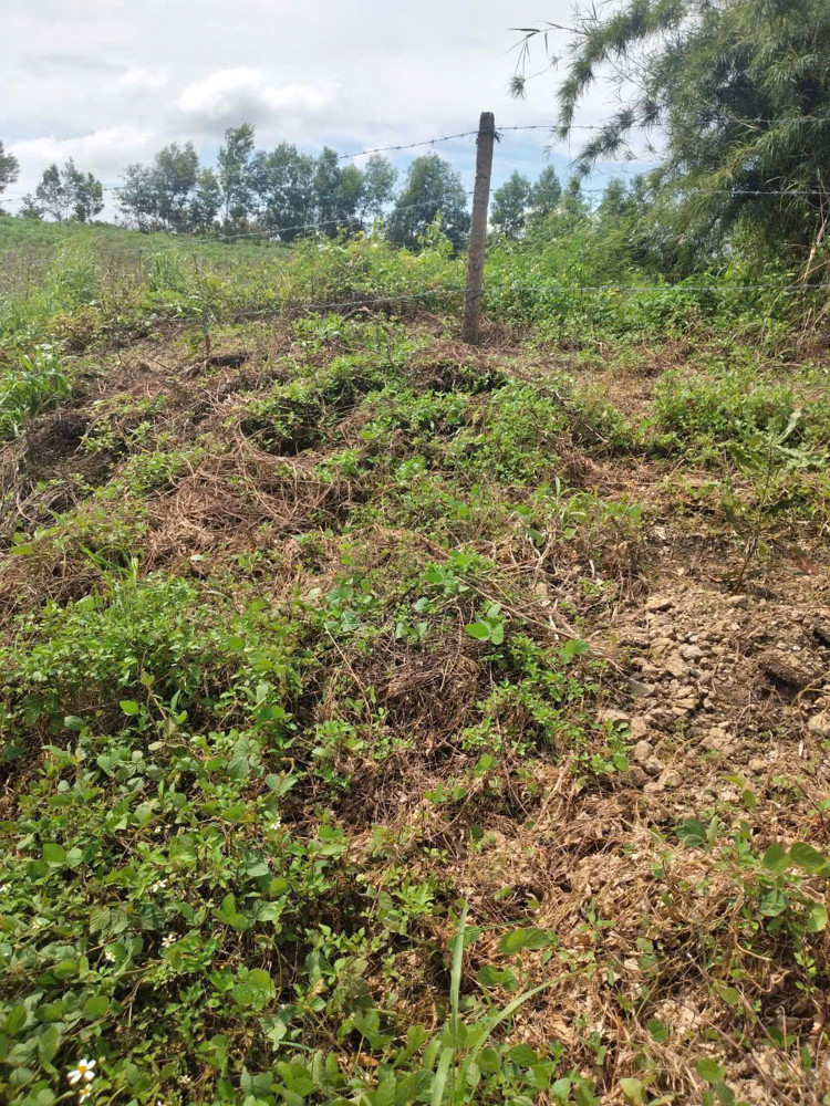 CHÍNH CHỦ BÁN GẤP LÔ ĐẤT NGỘP TẠI IA RONG , CHƯ PƯH , GIA LAI