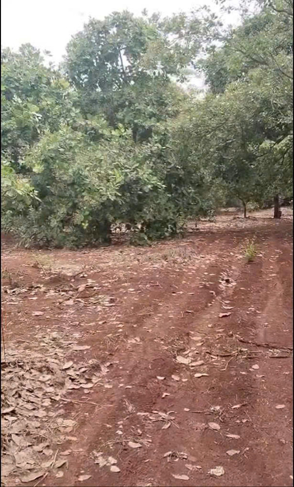 CHÍNH CHỦ  CẦN BÁN 4 MẪU ĐẤT SÁT TRỤC ĐƯỜNG - DT 753  ĐỒNG PHÚ, BÌNH PHƯỚC CHỈ 8 TỶ/MẪU