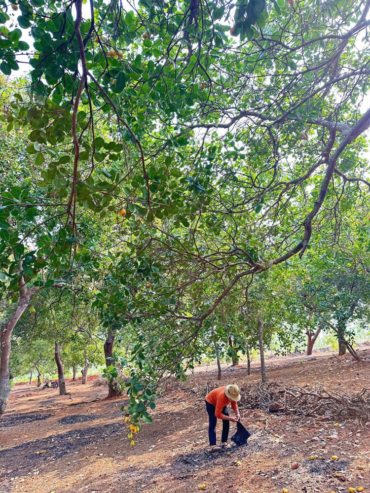 CHÍNH CHỦ CẦN BÁN 1 MẪU 2 ĐẤT VƯỜN ĐIỀU  – SÁT TRỤC ĐƯỜNG ĐT 753 – ĐỒNG PHÚ, BÌNH PHƯỚC