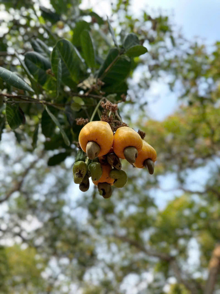 CHÍNH CHỦ CẦN BÁN 1 MẪU 2 ĐẤT VƯỜN ĐIỀU  – SÁT TRỤC ĐƯỜNG ĐT 753 – ĐỒNG PHÚ, BÌNH PHƯỚC