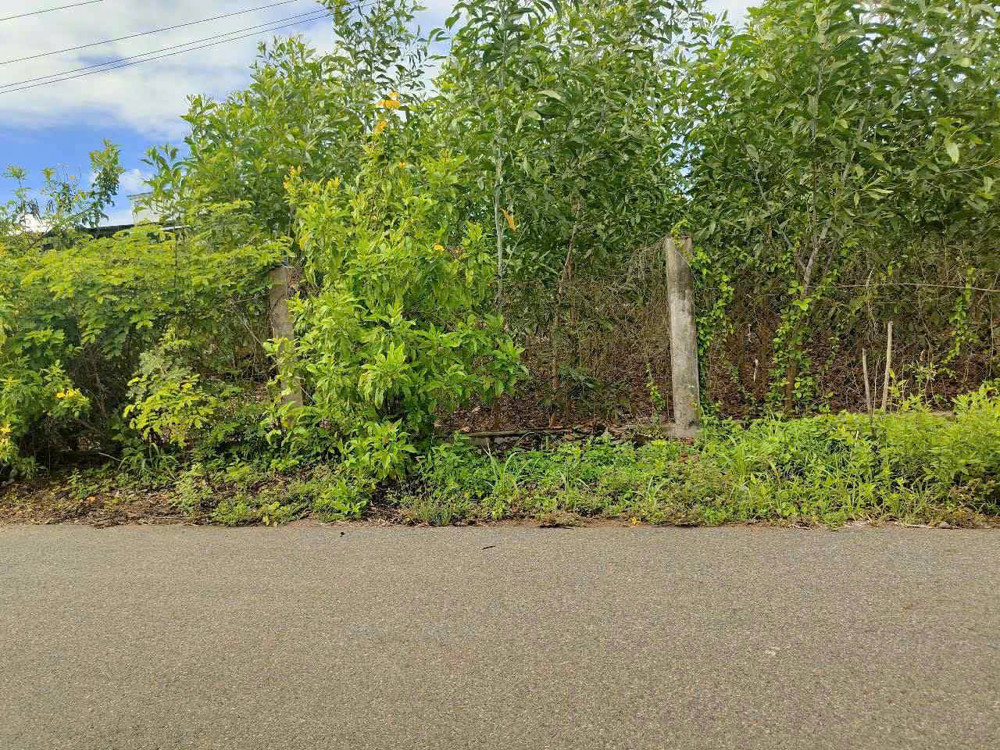 Bông trang 20m mt nhựa 100tc giá 130tr/ m tl