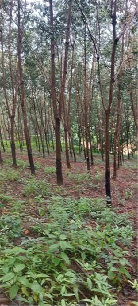 Đất Đẹp – Giá Đầu Tư - Cần Bán  Lô Đất Tại  Thọ Sơn, Bù Đăng, Bình Phước