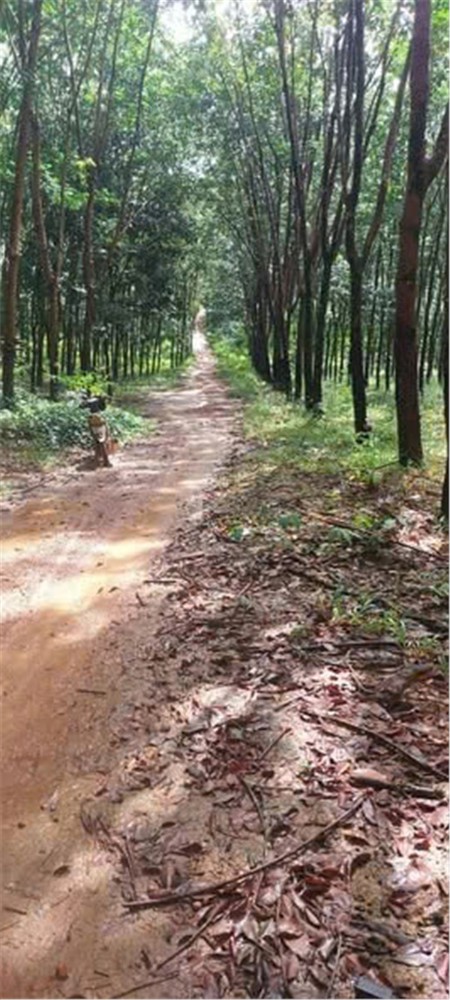 Đất Đẹp – Giá Đầu Tư - Cần Bán  Lô Đất Tại  Thọ Sơn, Bù Đăng, Bình Phước