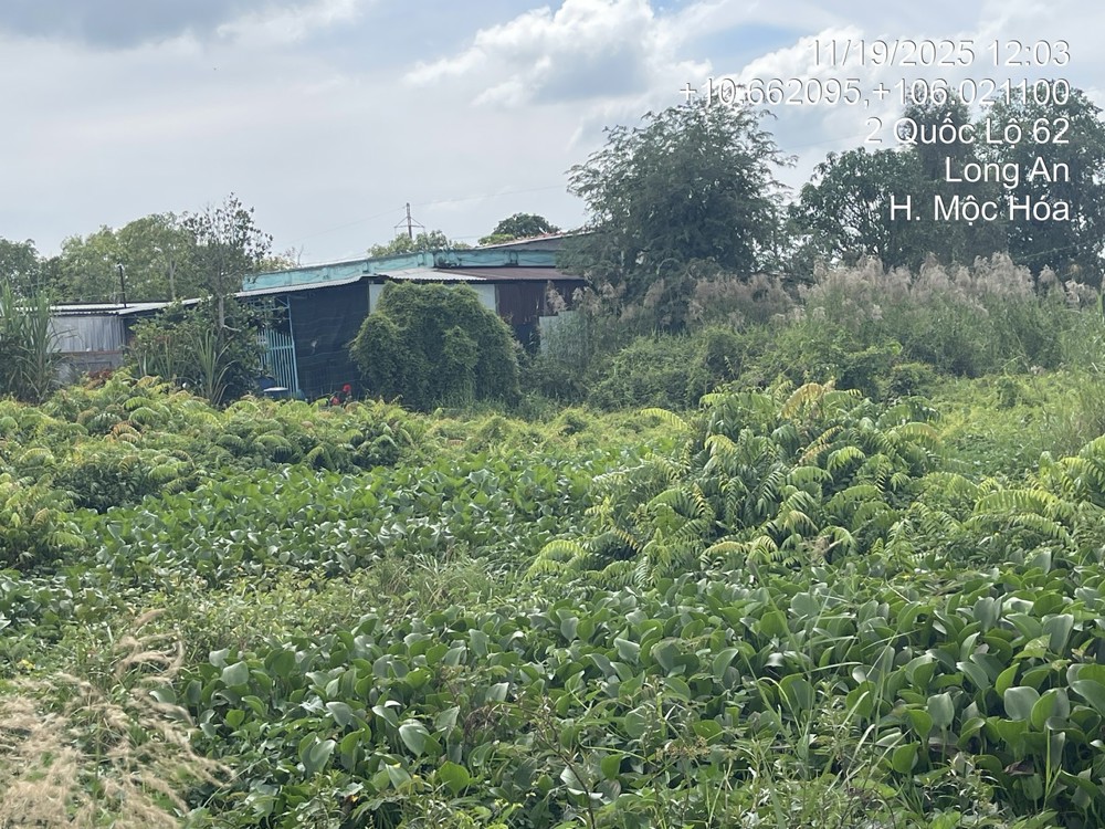 BÁN ĐẤT MẶT TIỀN QL 62, XÃ TÂN LẬP, MỘC HÓA, LONG AN. SỔ ĐỎ CHÍNH CHỦ