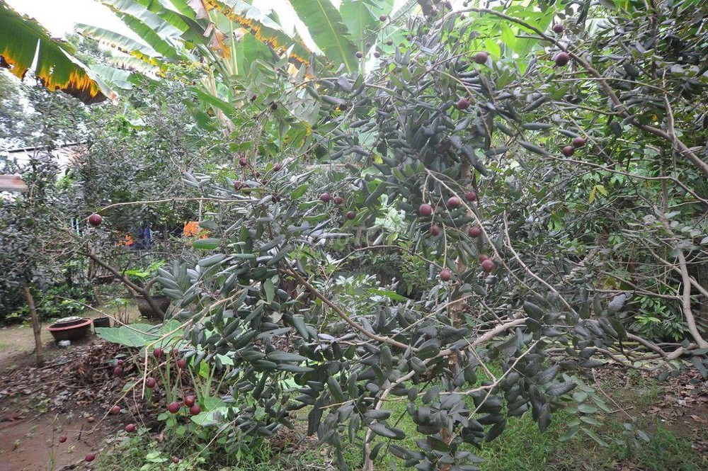 BÁN ĐẤT TẶNG NHÀ CHÍNH CHỦ - MẶT TIỀN Đường QL57, Xã Tân Hội, Huyện Mỏ Cày Nam, Bến Tre