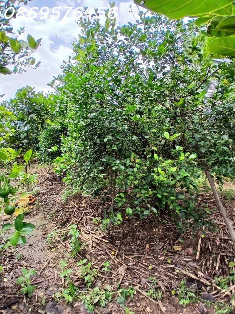 BÁN ĐẤT TẶNG NHÀ CẤP 4 CÓ SẴN DIỆN NƯỚC TẠI KHÁNH HOÀ