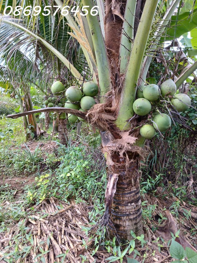 BÁN ĐẤT TẶNG NHÀ CẤP 4 CÓ SẴN DIỆN NƯỚC TẠI KHÁNH HOÀ