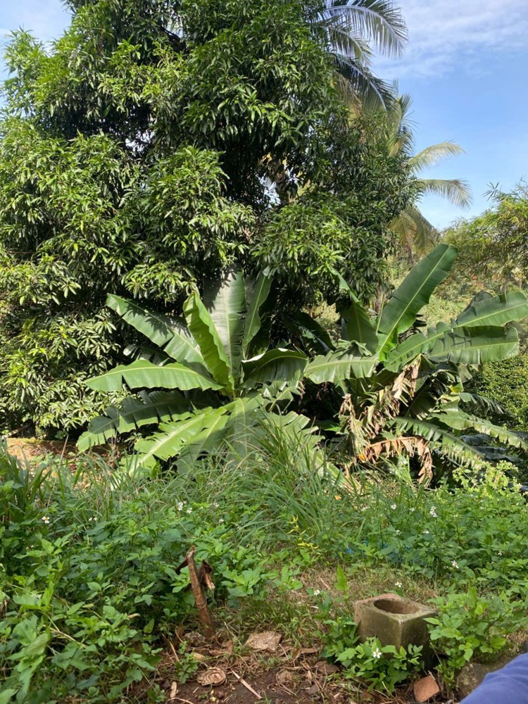 GIÁ TỐT - CHÍNH CHỦ Cần Bán Nhanh Lô Đất Mặt Tiền Đường Y Jút, TP Buôn Ma Thuột