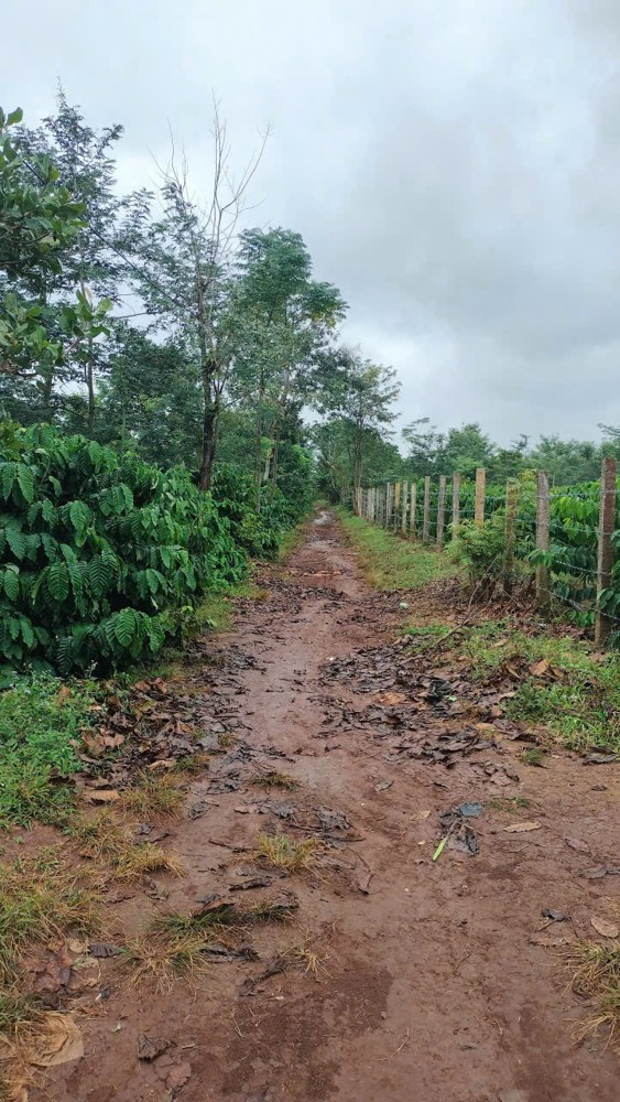 HOT Chỉ 170 triệu sở hữu cho mình 1 lô đất full thổ cư đường bê tông tại xã Eana tỉnh Đăk lăk