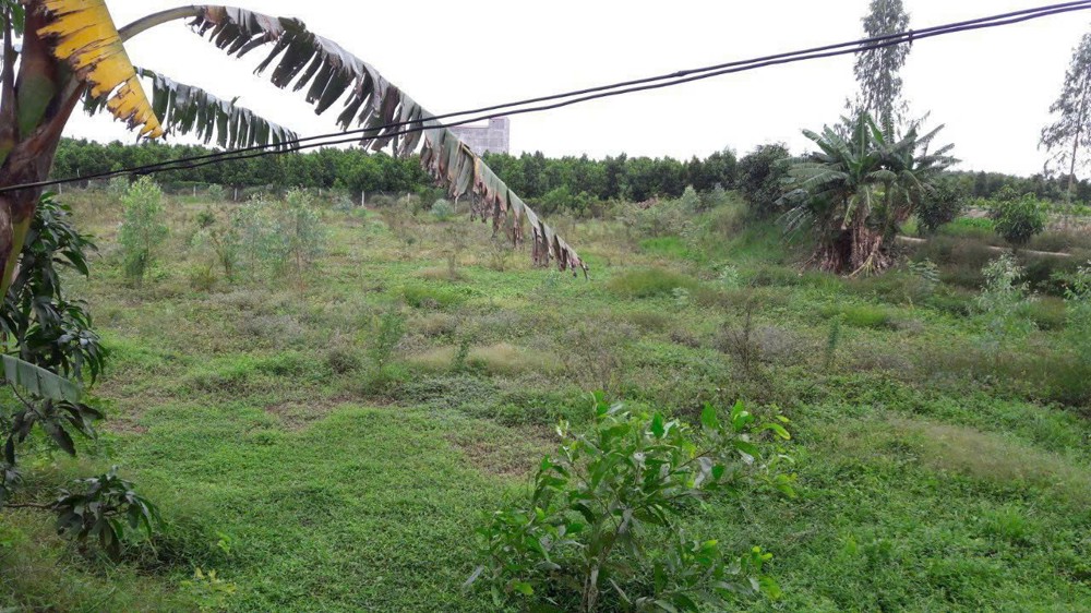 ĐẤT ĐẸP- GIÁ TỐT CẦN BÁN NHANH NỀN THỔ CƯ MẶT TIỀN ĐƯỜNG NHỰA tại huyện Thanh Bình, tỉnh Đồng Tháp