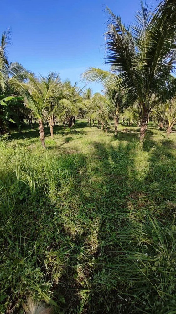 ĐẤT ĐẸP – GIÁ TỐT  – CHÍNH CHỦ CẦN BÁN Tại TT Nhơn Hòa - Chư Pưh - Gia Lai