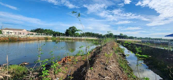 Gia đình chuyển về Sài Gòn sinh sống, không người trông coi, cần bán thửa ruộng