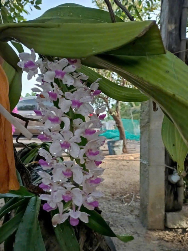 Nhà Vườn Đẹp – Giá Tốt –Chính Chủ Cần Bán Nhà Vườn Đường Võ Văn Tần,Tân Hải, Tx. La Gi, Bình Thuận