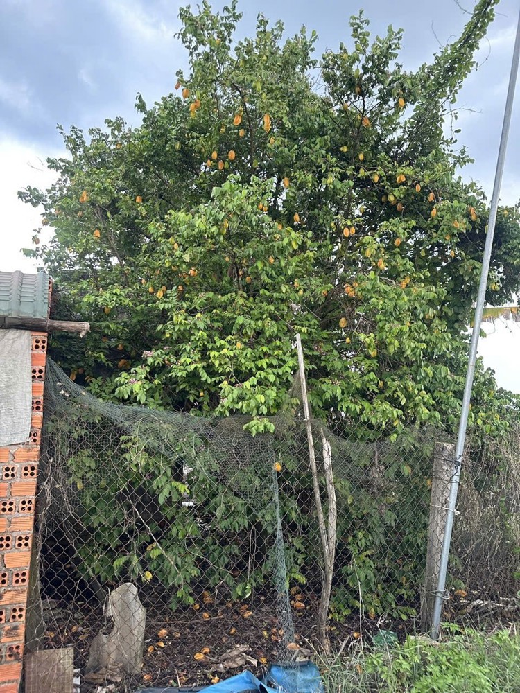 Nhà Vườn Đẹp – Giá Tốt –Chính Chủ Cần Bán Nhà Vườn Đường Võ Văn Tần,Tân Hải, Tx. La Gi, Bình Thuận