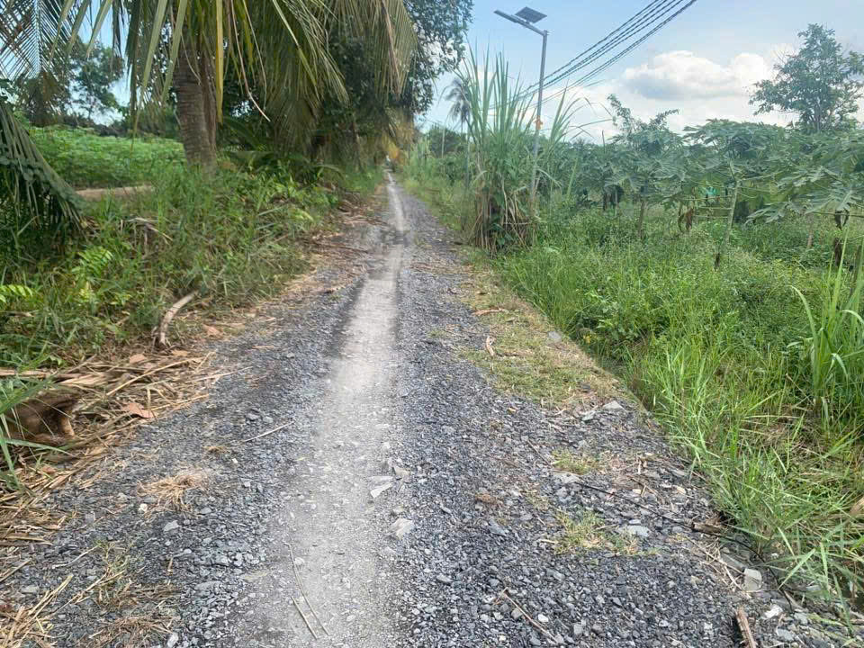 *** Đất Lúa Ấp 6 Bình Đức Bến Lức - Dt : 2000M2 — 1 Tỷ 6 Hết Diện Tích