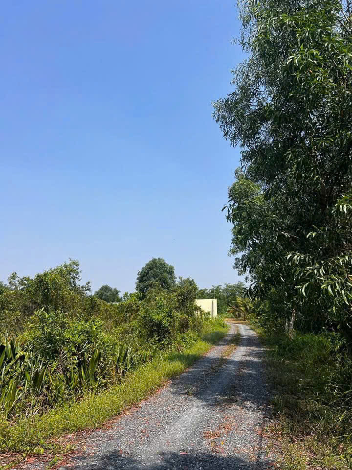 Siêu Quỹ Đất Góc 2 Mặt Tiền Nguyễn Thị Lèn – Ngang 115M Khủng