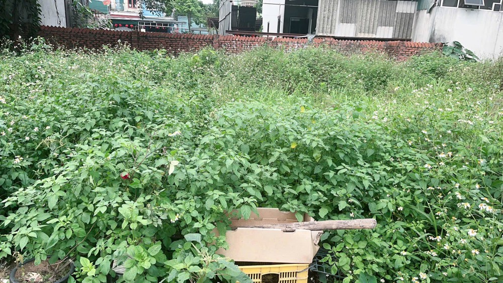 Hơn 3 Tỷ Nhỏ – Sở Hữu Ngay Lô Đất Đẹp Đông Anh Dt 52M² Full Thổ Cư – Mặt Tiền Rộng 5M Vuông Vắn