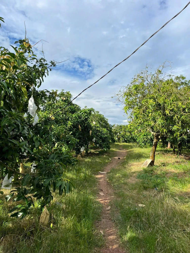 Bán Gấp 2 Sào Đất Phú Ngọc – Định Quán – Đồng Nai