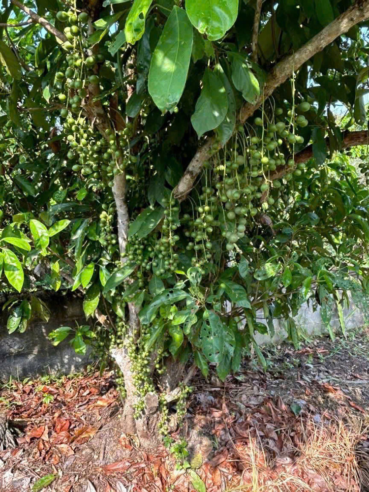 Bán Gấp Vườn Trái Cây Ven Kênh – 1.100M² – Chỉ 4,8Tr/m² – Giá Mềm Hiếm Có