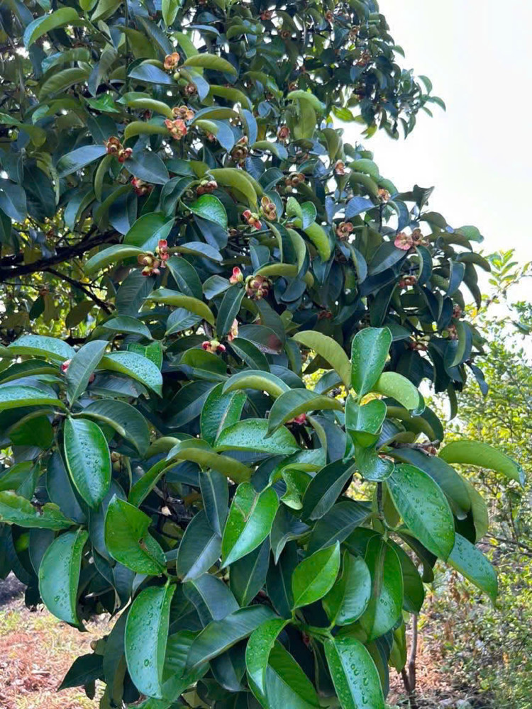 Bán Gấp Vườn Trái Cây Ven Kênh – 1.100M² – Chỉ 4,8Tr/m² – Giá Mềm Hiếm Có