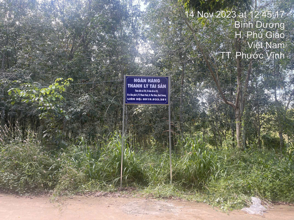 Đất Phước Vĩnh Phú Giáo, Ngân Hàng Thanh Lý Đất Sẵn Thổ, Dt 3553.7M2, Ngang 58M, Ô Tô Tiếp Cận