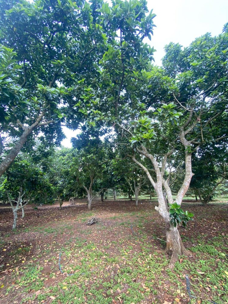 Chỉ 750Tr Sở Hữu Ngay 500M2 Đất Chính Chủ Mặt Tiền Oto Tránh Tại Bảo Vinh-Long Khánh