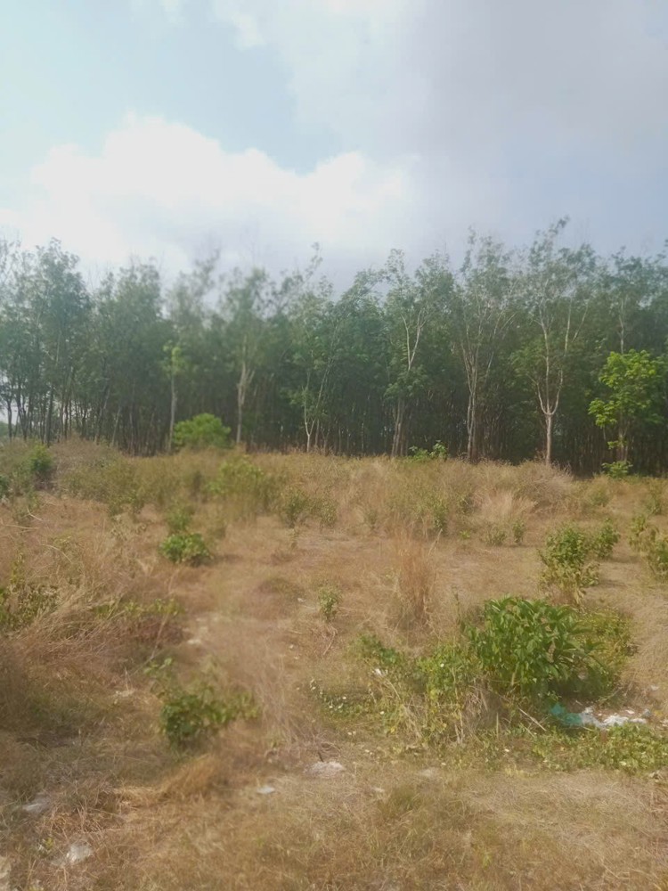 Đất Đẹp Giá Tốt – Chính Chủ Cần Bán 3 Lô Đất Liền Kề Thôn 7, Xã Long Bình, H. Phú Riềng, Bình Phước