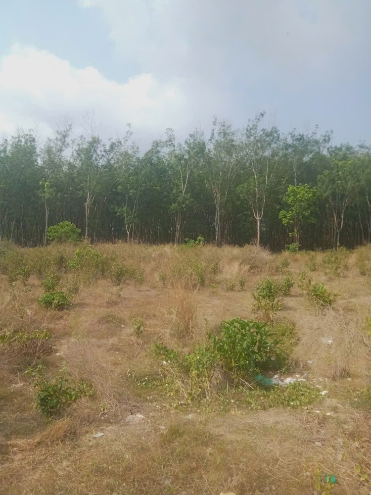 Đất Đẹp Giá Tốt – Chính Chủ Cần Bán 3 Lô Đất Liền Kề Thôn 7, Xã Long Bình, H. Phú Riềng, Bình Phước