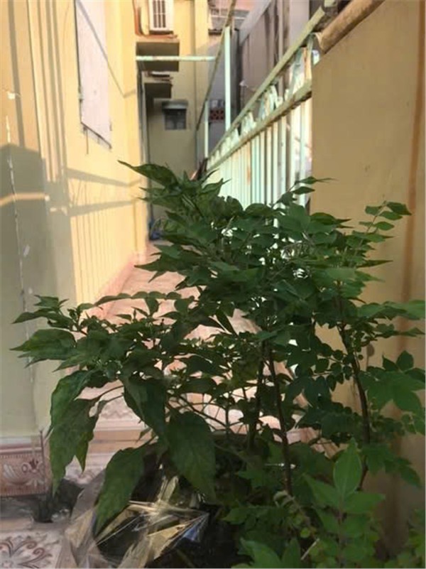 Nhà Khu Vực Trường Thọ - Giá Tốt - Chủ Cần Bán Gâp Tại Phường Trường Thọ, Thủ Đức, Tp. Hồ Chí Minh