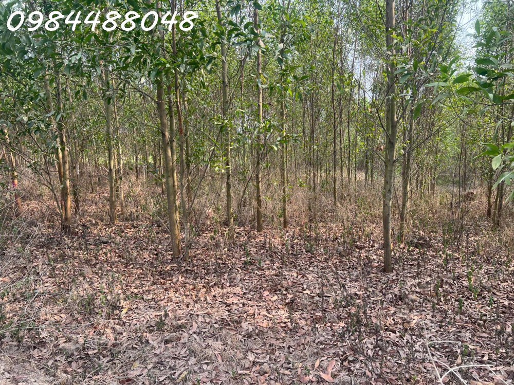 Bán Đất Vườn 8600M2 Tại Xuân Thành, Đồng Nai. Giá Chỉ 3.2 Tỷ. Lh: 0984488048