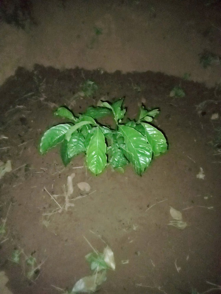 Đất Đẹp – Giá Tốt–chính Chủ Cần Bán Đất Vườn Thôn Quảng Bình, Xã Nghĩa Thắng, Đăk R Lấp , Đăk Nông