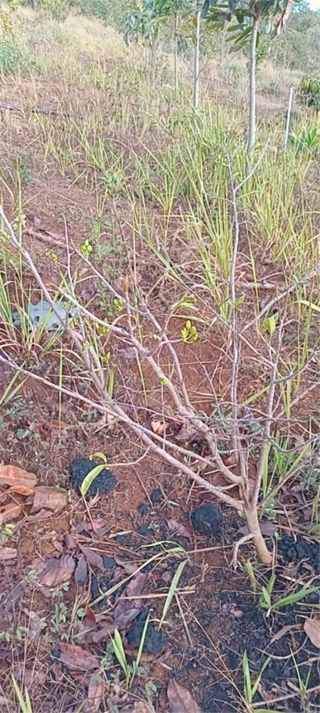 Đất Đẹp – Giá Tốt–chính Chủ Cần Bán Đất Vườn Thôn Quảng Bình, Xã Nghĩa Thắng, Đăk R Lấp , Đăk Nông