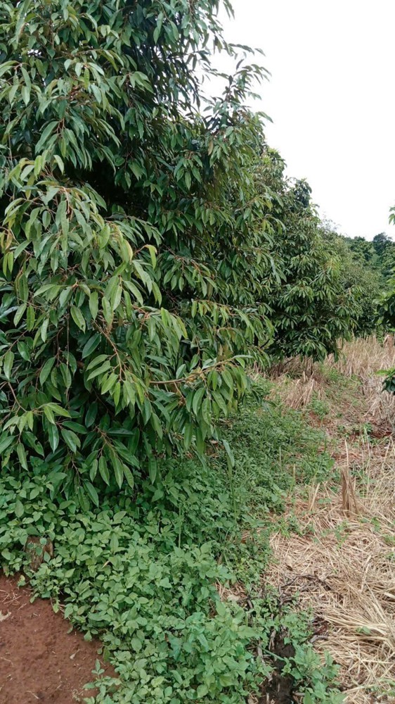 Đất Đẹp – Giá Tốt–chính Chủ Cần Bán Đất Vườn Thôn Quảng Bình, Xã Nghĩa Thắng, Đăk R Lấp , Đăk Nông