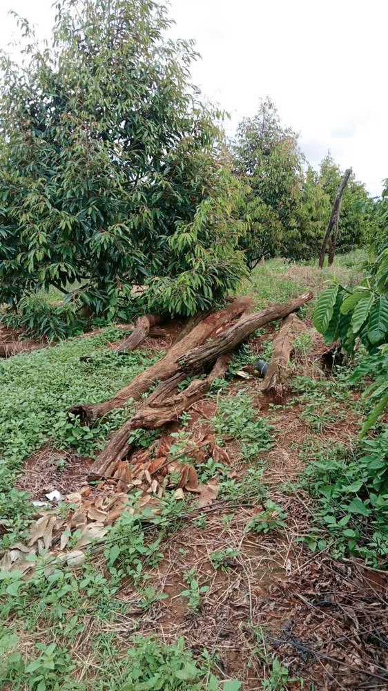 Đất Đẹp – Giá Tốt–chính Chủ Cần Bán Đất Vườn Thôn Quảng Bình, Xã Nghĩa Thắng, Đăk R Lấp , Đăk Nông