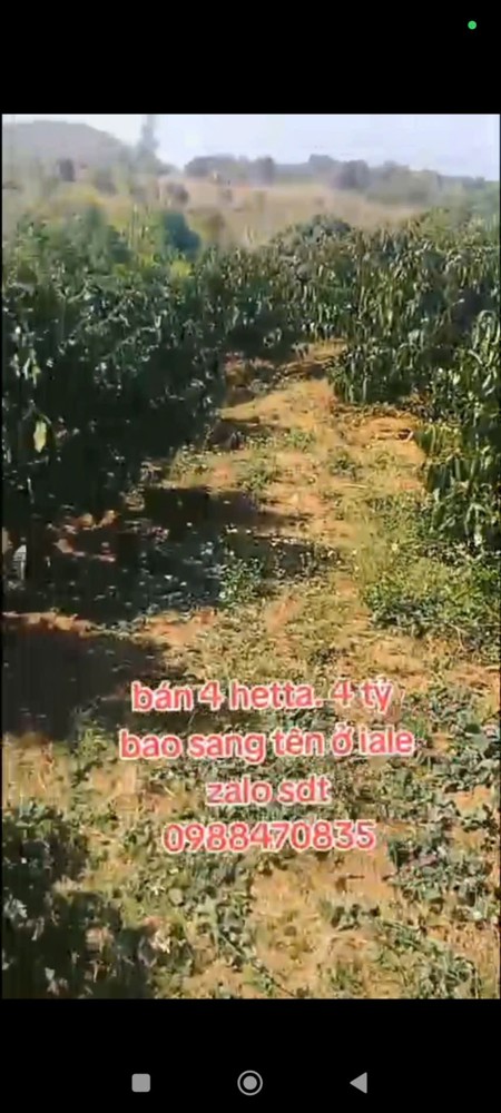 Đất Đẹp – Giá Tốt – Cần Bán Gấp Lô Đất Vị Trí Đẹptại – Ia Le – Huyện Chư Pưh – Tỉnh Gia Lai