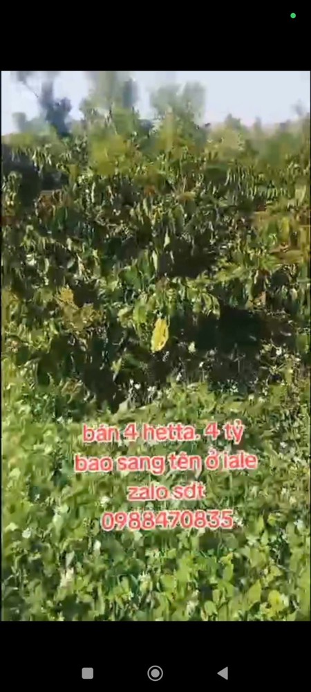 Đất Đẹp – Giá Tốt – Cần Bán Gấp Lô Đất Vị Trí Đẹptại – Ia Le – Huyện Chư Pưh – Tỉnh Gia Lai