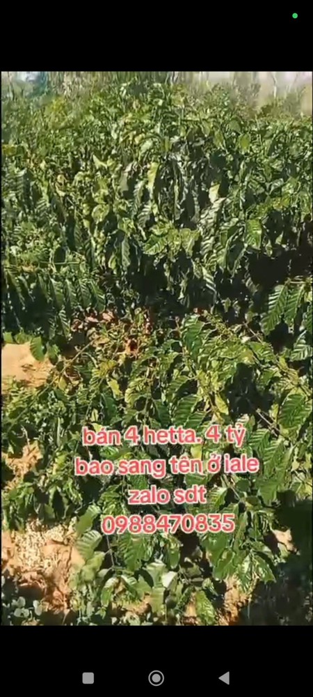 Đất Đẹp – Giá Tốt – Cần Bán Gấp Lô Đất Vị Trí Đẹptại – Ia Le – Huyện Chư Pưh – Tỉnh Gia Lai