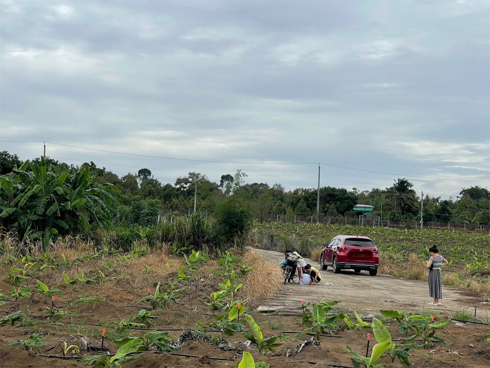 Cơ Hội Đầu Tư Siêu Hấp Dẫn - Cần Bán Gấp Đất – Giá Ngộp Hiếm Có Tại Sông Ray, Cẩm Mỹ