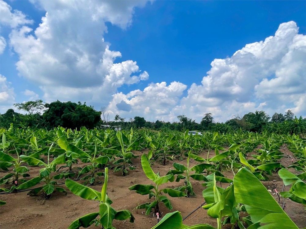 Cơ Hội Đầu Tư Siêu Hấp Dẫn - Cần Bán Gấp Đất – Giá Ngộp Hiếm Có Tại Sông Ray, Cẩm Mỹ