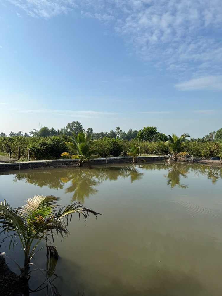 Siêu Phẩm Đầu Tư - Đất Vườn 1Ha - 2.000 Cây Mai - Lợi Nhuận Hấp Dẫn Xã Tân Thành, Thủ Thừa, Long An