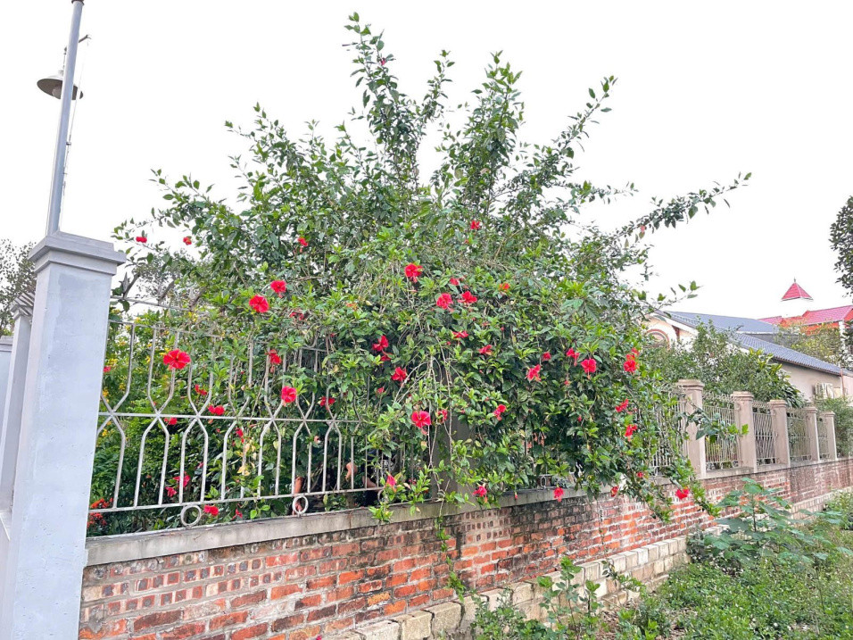 Bán Đất Xây Nhà Trọ Tâm Điểm Khu Công Nghệ Cao Hòa Lạc Sát Các Trường Đại Học Lớn