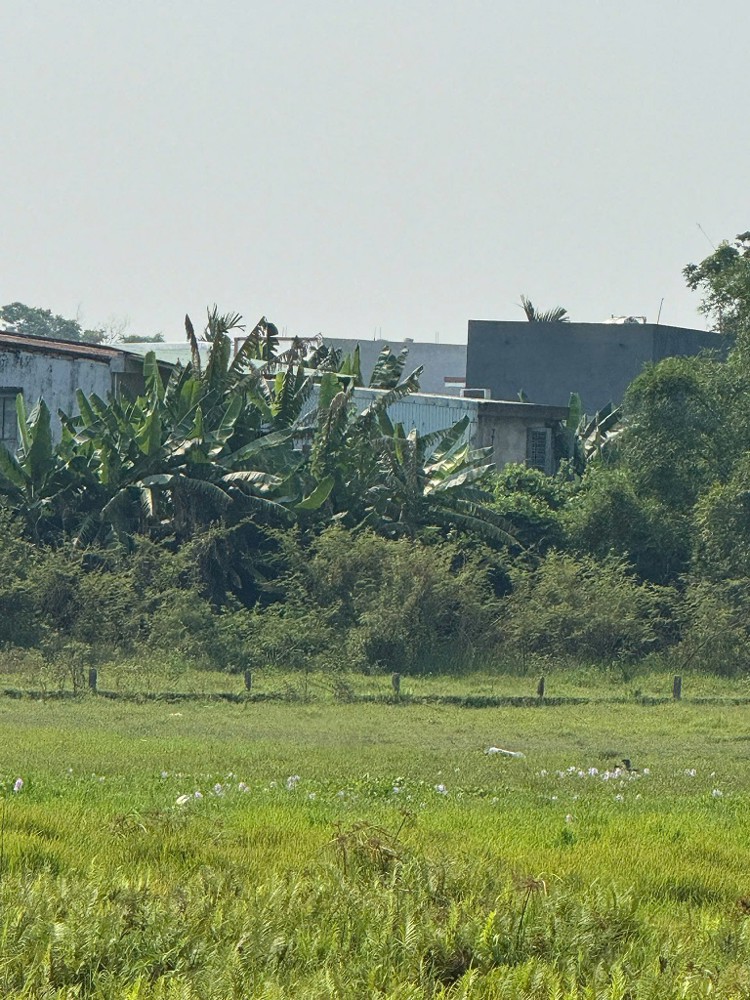 Bán Đất Đẹp – View Cánh Đồng Quan Châu, Hòa Xuân – Đà Nẵng