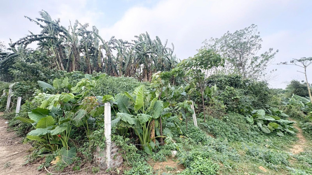 Lô Đất 1510M2 Đẹp Tiềm Năng Sinh Lời Gần Khu Cn Cao Hòa Lạc, Phú Cát (Phú Mãn Cũ), Huyện Quốc Oai,