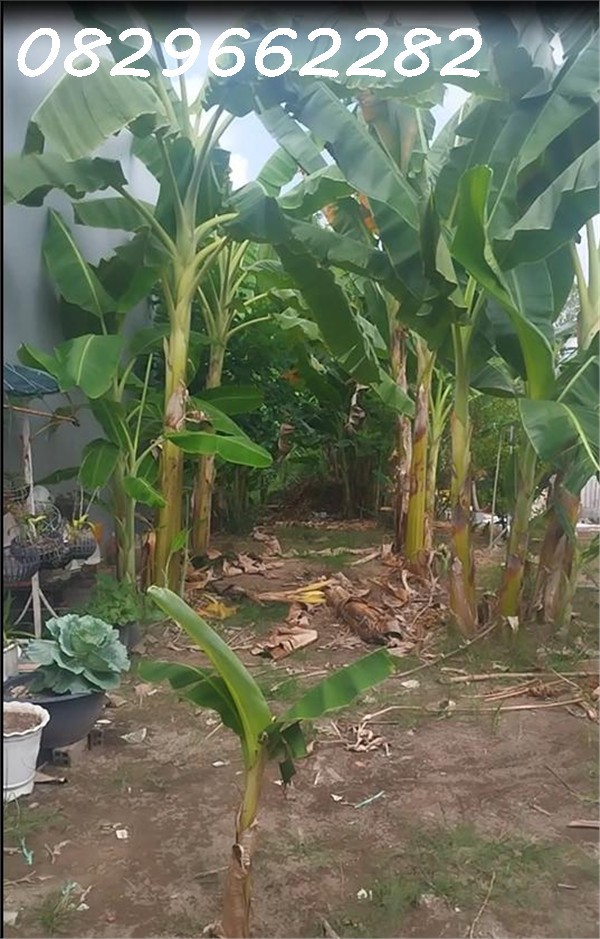 Bán Nền Thổ Cư 77M2 Hẻm Nguyễn Tất Thành, Khóm Tân Thuận Phường Sa Đéc. Sổ Hồng. Giá 1.1 Tỷ