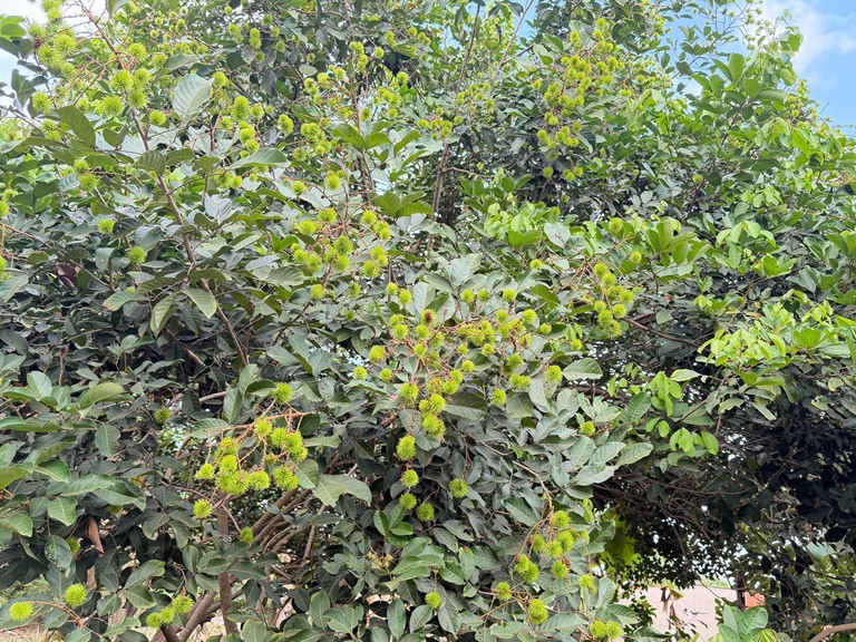 Chính Chủ Bán Đất Nhà Vườn Đồng Nai Ngay Đường Tỉnh Lộ 769, Xã Lộ 25, Huyện Thống Nhất, Đồng Nai