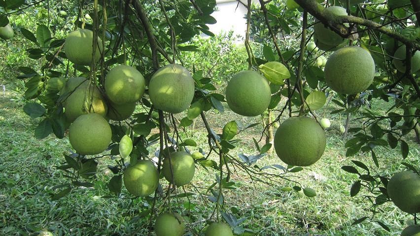 Đất Vườn Chính Chủ Cần Ra Nhanh