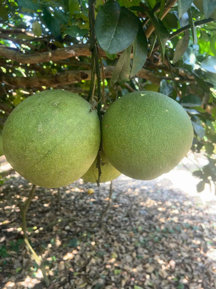 *** Bình Lộc - Thành Phố Đồng Nai**** Mảnh Vườn Đẹp Diện Tích 3,6 Sào