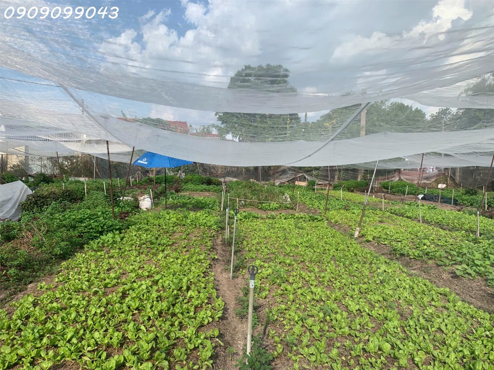 Gấp Bán Đất 1.560M² – Trần Thị Bốc – Gần Ngã Tư Đặng Thúc Vịnh-Hoc Môn