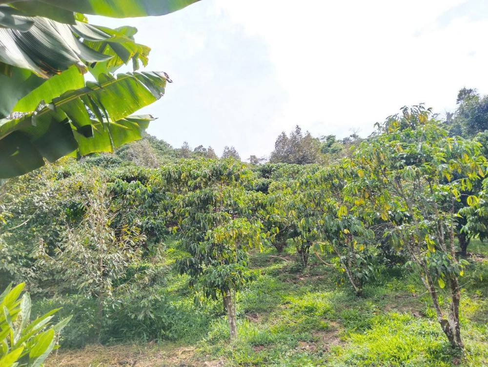 Hot Hot – Bán Vườn View Đẹp – Có Nhà Gỗ Kiên Cố Tại Xã Lộc Nam, Huyện Bảo Lâm, Tỉnh Lâm Đồng